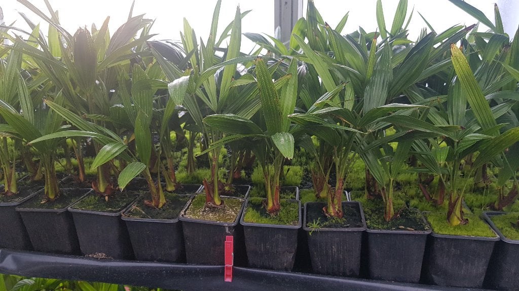 Palmboom fortunei trachycarpus 40cm hoog, Minder dan 100 cm, Zomer, Palmboom, Ophalen