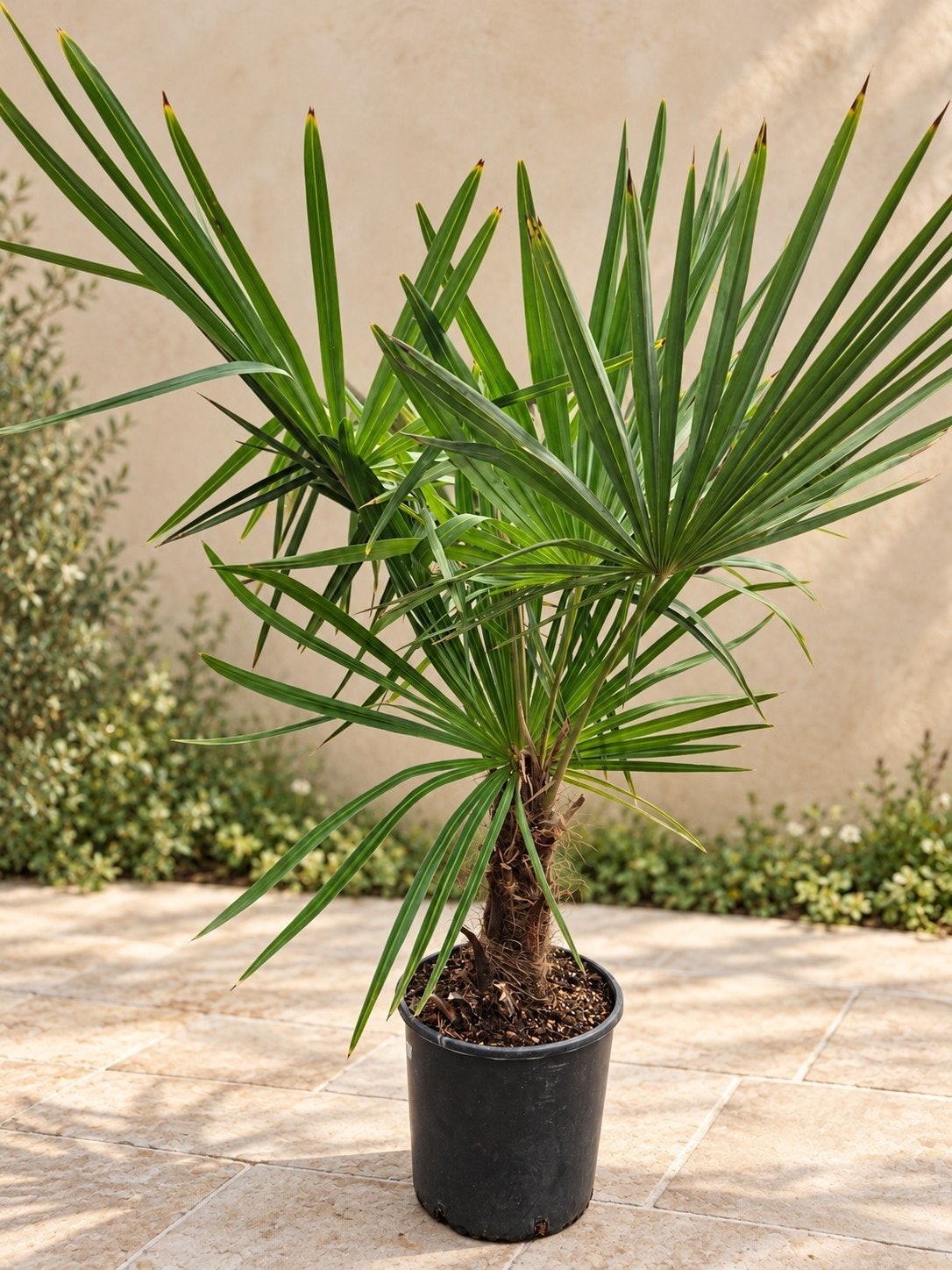 Winterharde palmboom Trachycarpus Fortunei, Tuin en Terras, Ophalen, Palmboom