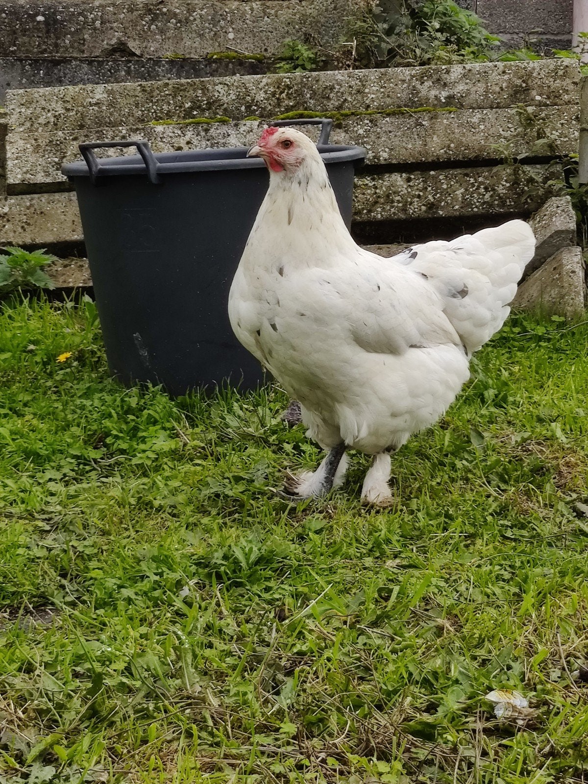 Poule de bresse mix, Femelle, Poule ou poulet