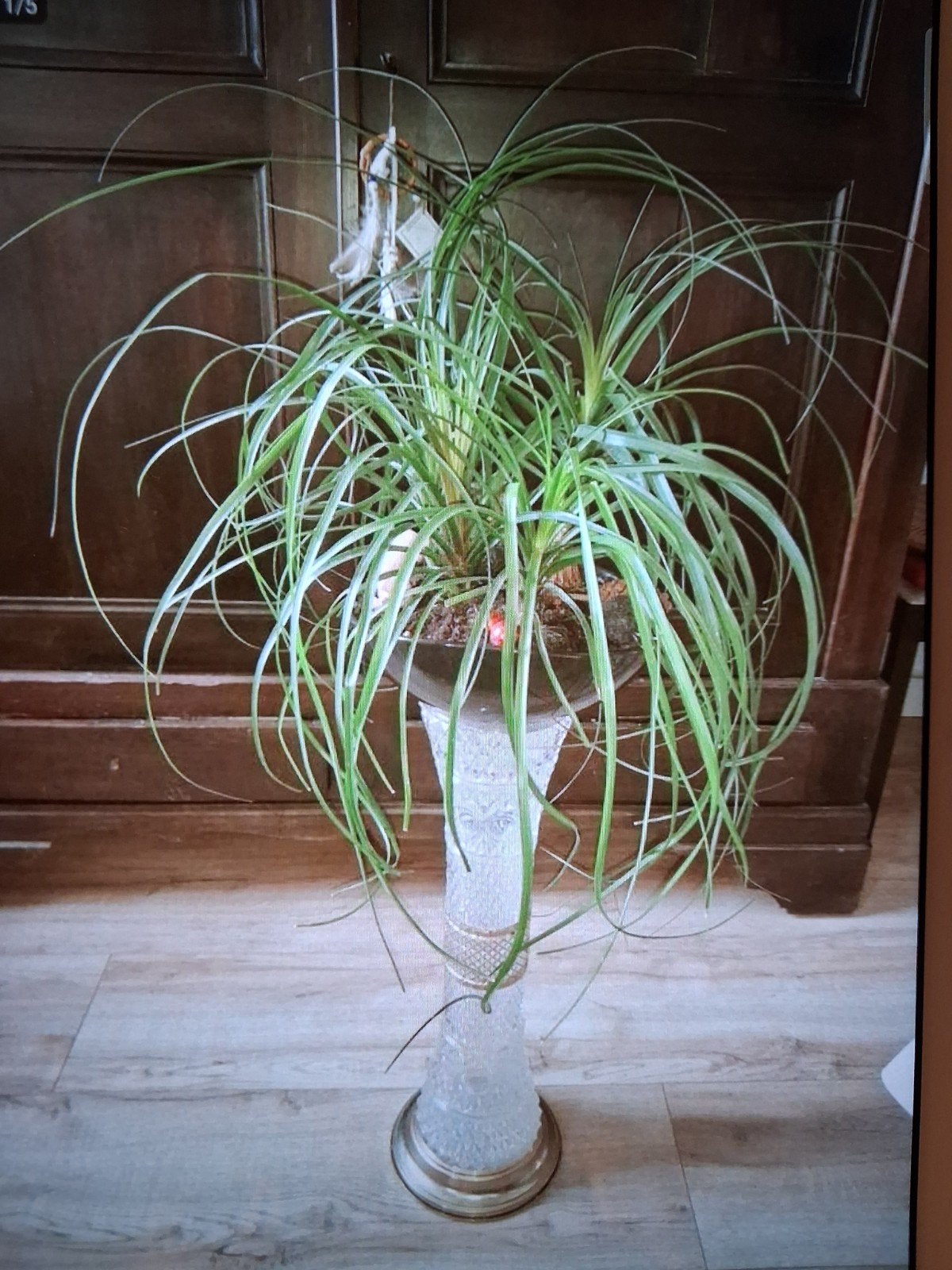 Jolie plante - 4 oignons - avec son pot noir en céramique, Enlèvement ou Envoi, Autres espèces, En pot, Moins de 100 cm