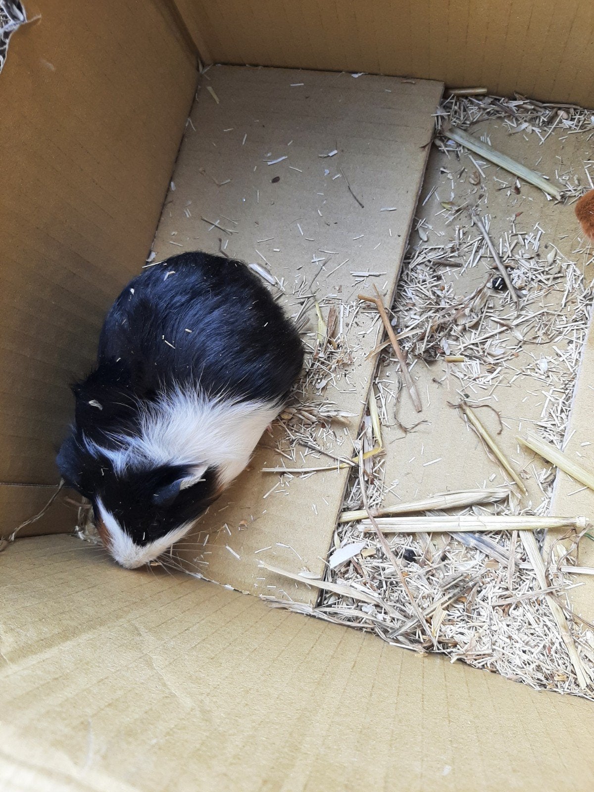 cavia s Jonge dieren van juli dit jaar, Dieren en Toebehoren, Knaagdieren, Juli, Cavia
