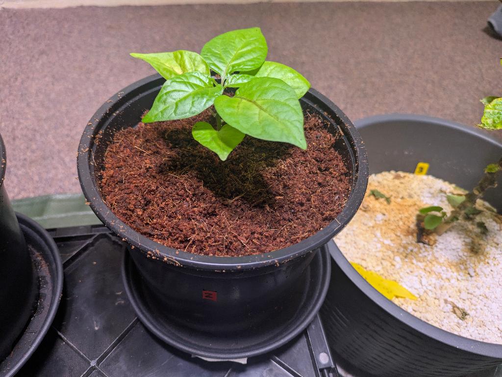 ️ Carolina Reaper peperplantjes, Tuin en Terras, Ophalen, Volle zon, Vaste plant, Zomer