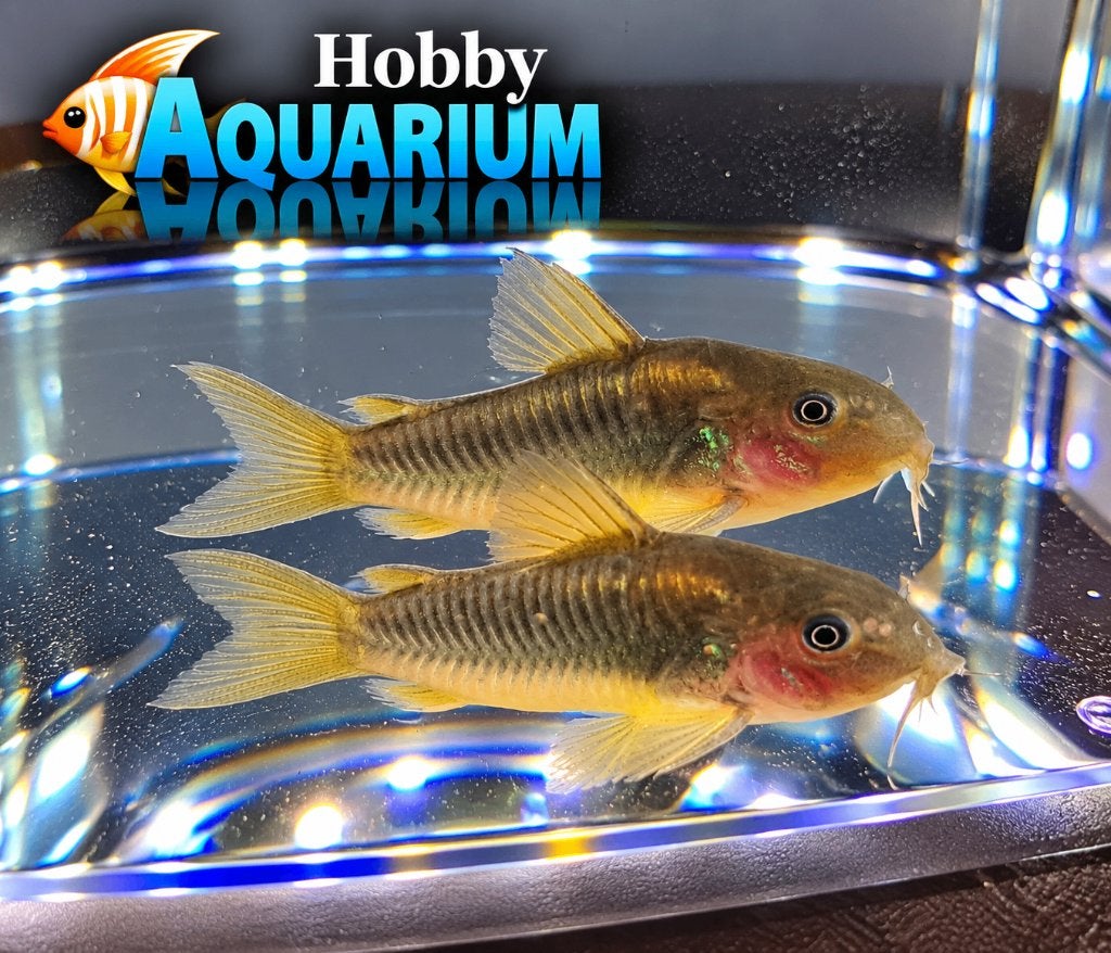 Hobbyaquarium Corydoras Goldline oktober Megadeal, Dieren en Toebehoren, Vis, Zoetwatervis, Schoolvis