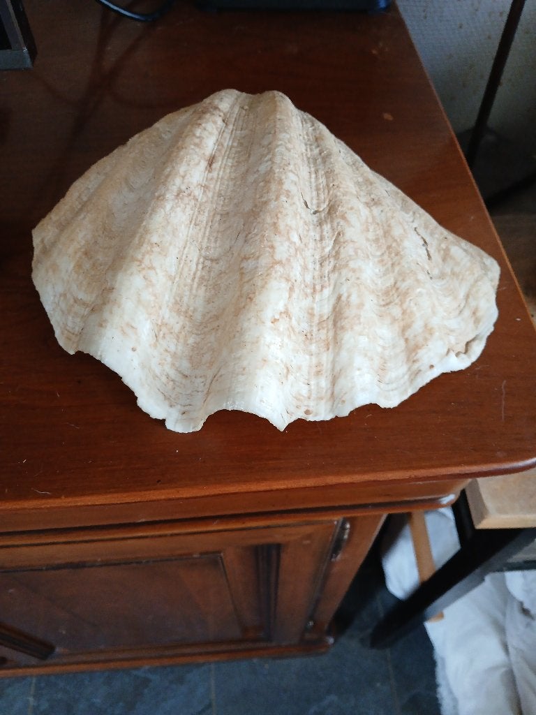 COQUILLAGES, Enlèvement, Coquillage(s)