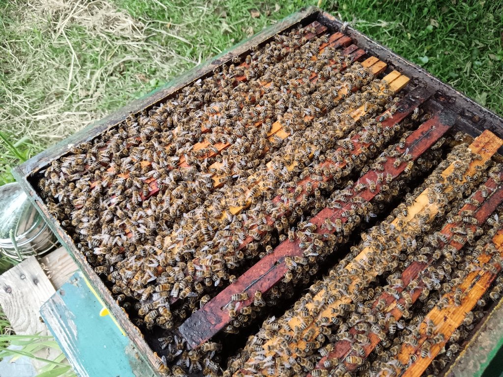 Colonie d'abeillesBuckfast extrêmement puissante 11fenêtres, Animaux & Accessoires, Insectes & Araignées, Abeilles