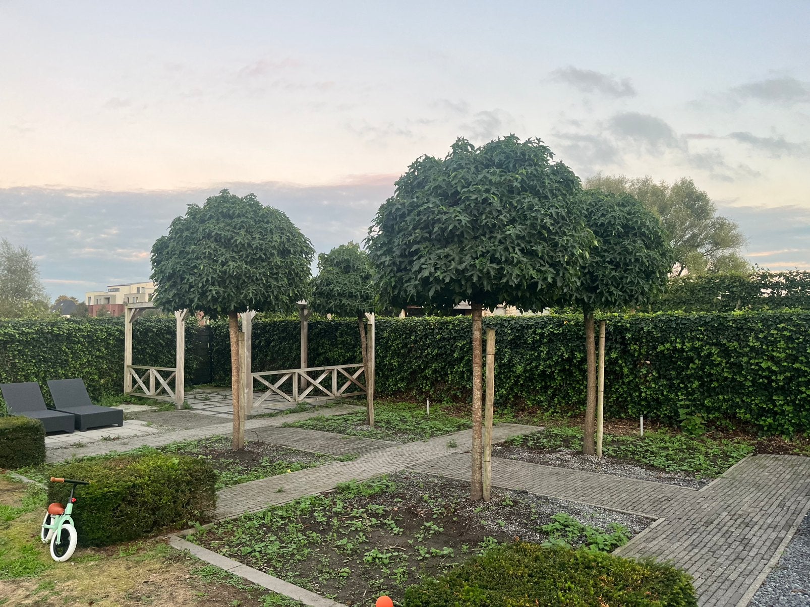 14 x Bol-Amberboom (Liquidambar styraciflua) à vendre, Enlèvement