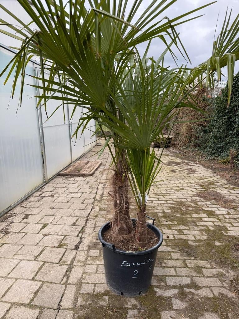 Trachycarpus fortunei palmboom duo ACTIE, Tuin en Terras, Planten | Bomen, Ophalen, In pot, Palmboom