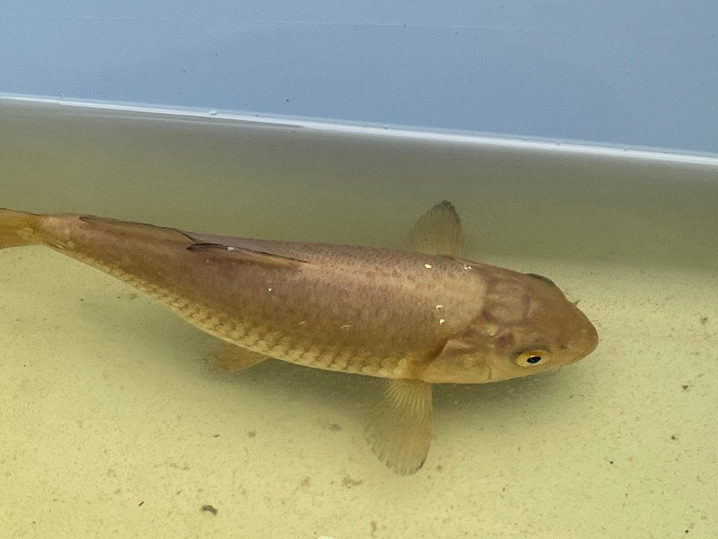 Koi - Chagoi - 17cm, Dieren en Toebehoren, Karper of Koi