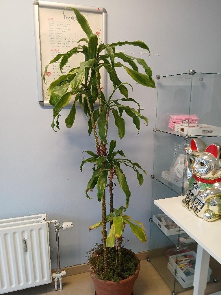 Dracaena en/of Yucca, Huis en Inrichting, Kamerplanten, Ophalen, Yucca, In pot, Halfschaduw