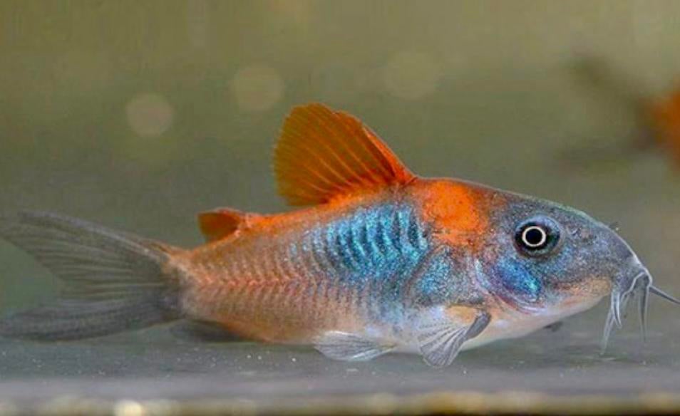 Corydoras Venezuela Super Orange, Poisson, Poisson d'eau douce, Banc de poissons