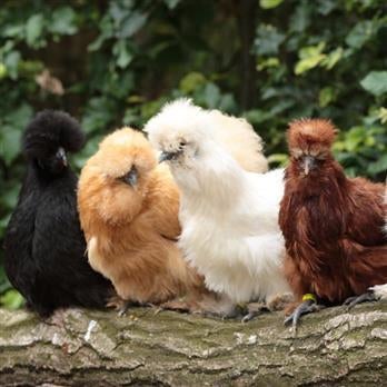 Jonge sierkippen, Dieren en Toebehoren, Pluimvee, Kip, Vrouwelijk