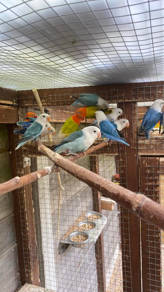 Jonge ficheries, Dieren en Toebehoren, Vogels | Parkieten en Papegaaien