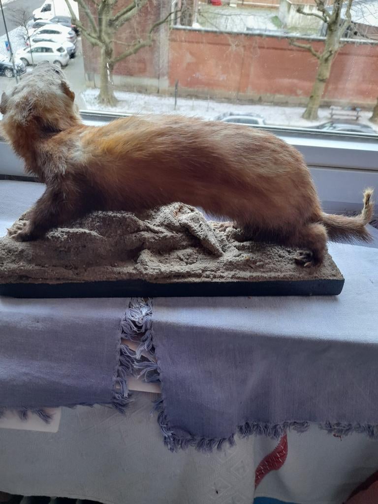 Décoration LOUTRE 30cm, Enlèvement