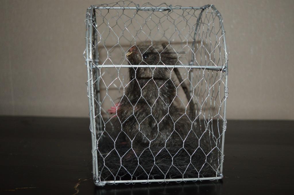 Halloweendecoratie   rat in kooi, Ophalen of Verzenden, Zo goed als nieuw, Versiering