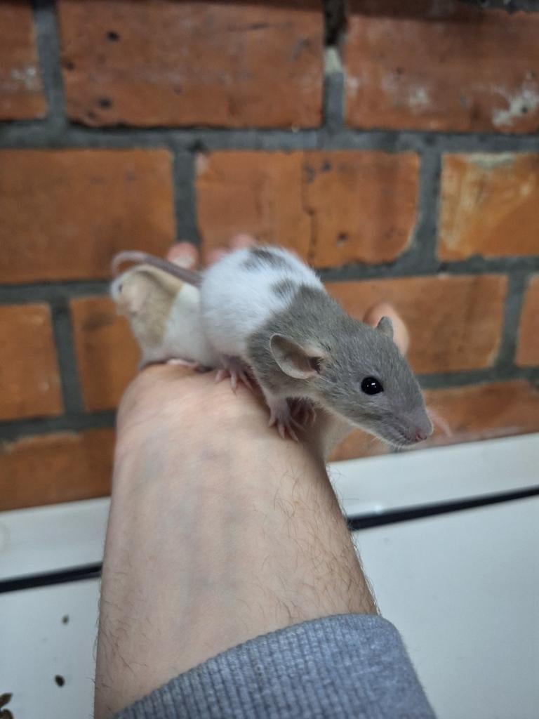 Jonge dwergratjes, verschillende kleuren, handtam, Dieren en Toebehoren, Knaagdieren, Rat, December, Tam