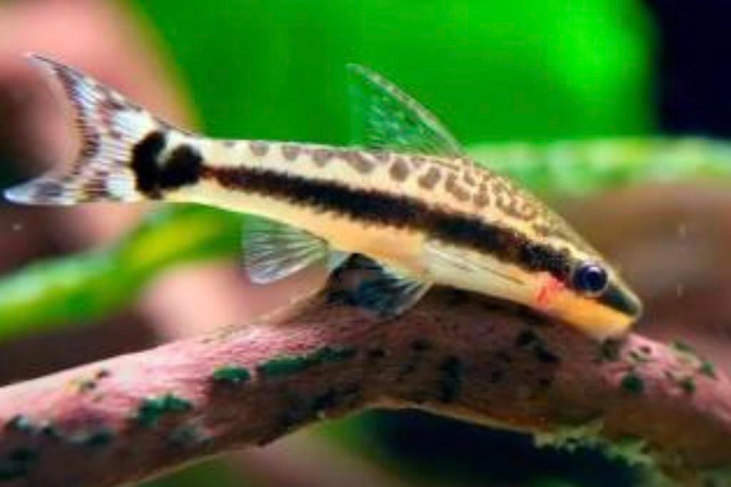 Otocinclus dwerg algeneter ruitenkuiser, Poisson, Poisson d'eau douce, Banc de poissons
