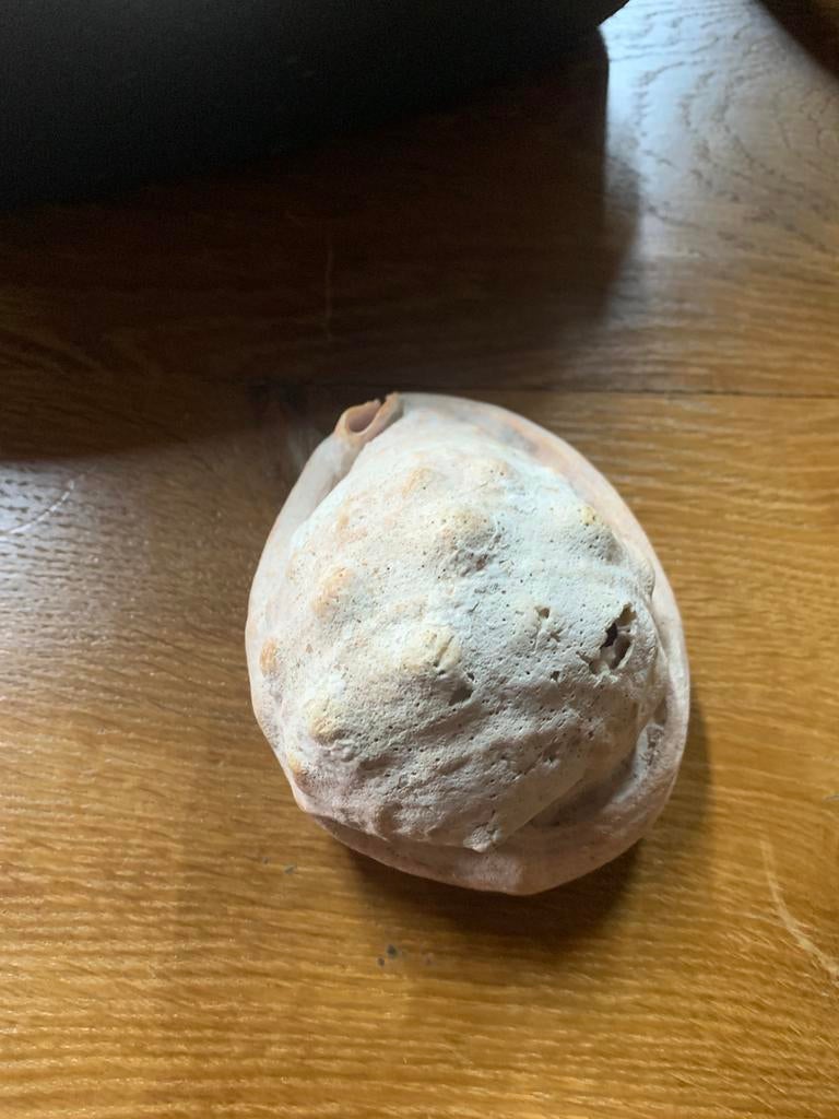 Grote schelp 14 cm. 10€, Verzamelen, Ophalen of Verzenden