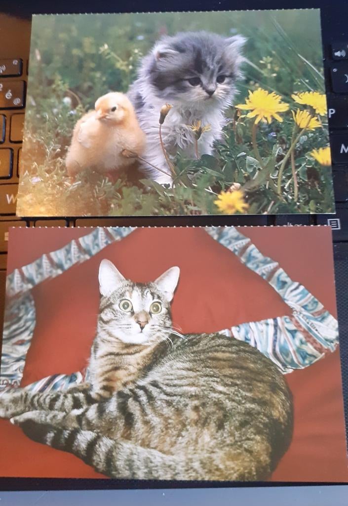2 cartes postal theme animaux chat, Collections, Cartes postales | Animaux, Enlèvement ou Envoi, Non affranchie, Chien ou Chat