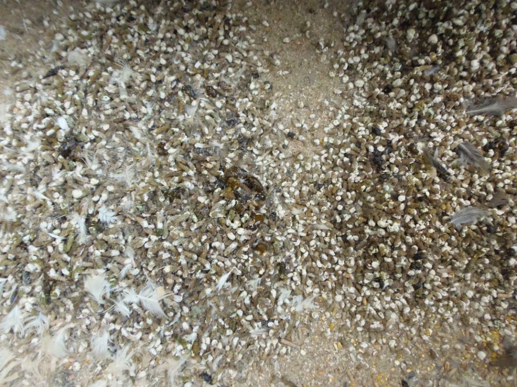 Engrais guano, fertilisant bio naturel. En sacs de 25 kg, Enlèvement, Engrais