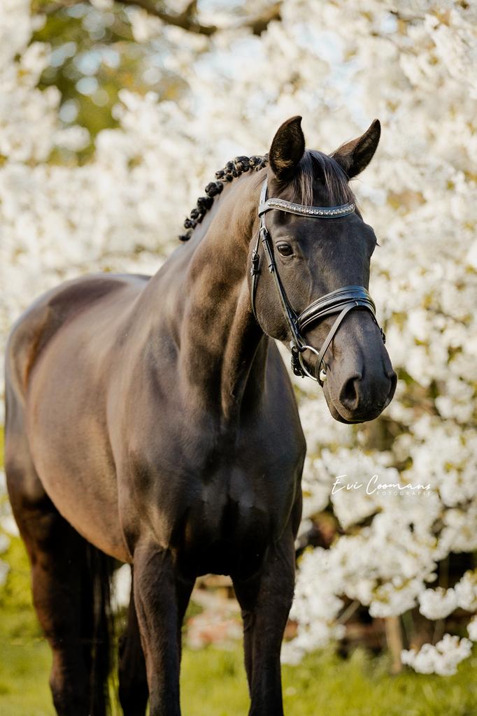 8 jarige fokmerrie dressuur, Dieren en Toebehoren, Paarden, Merrie, 170 tot 175 cm, Dressuurpaard, 7 tot 10 jaar
