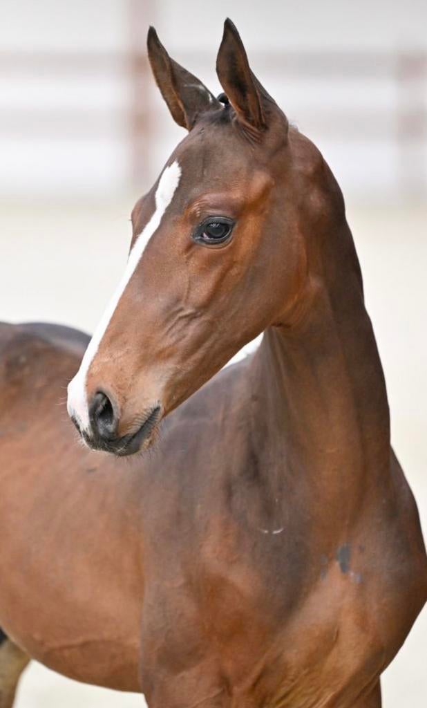 Veulen te koop, Dieren en Toebehoren, Hengst, Springpaard, Met stamboom, 0 tot 2 jaar