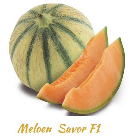 Graines de melon Savor, récolte 2025, Enlèvement ou Envoi, Printemps, Graine