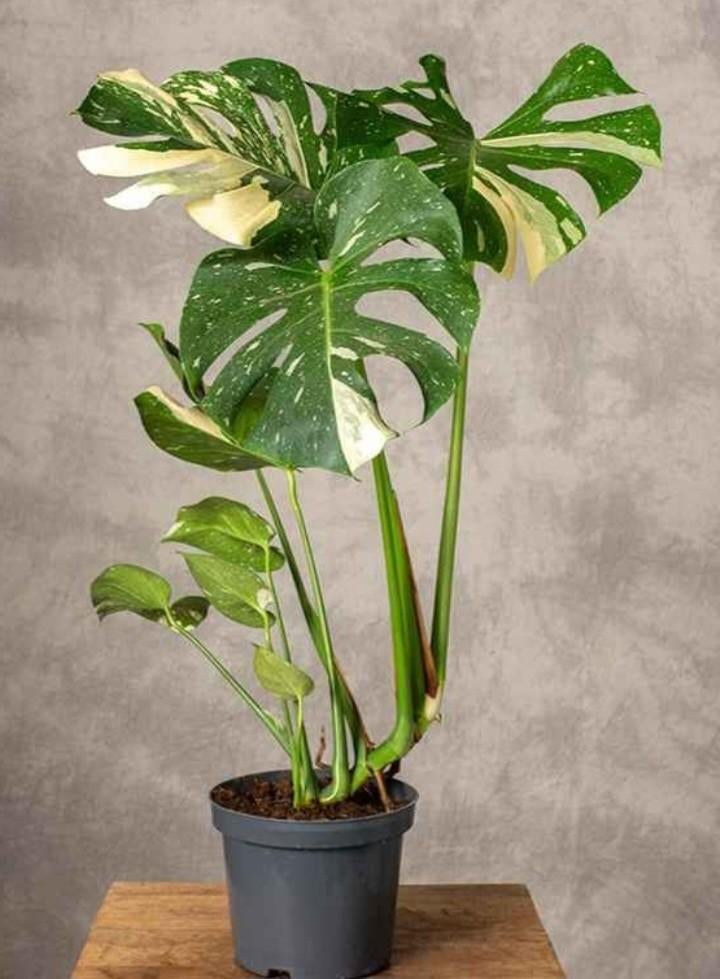Monstera thai constellation, Huis en Inrichting, Kamerplanten, Ophalen