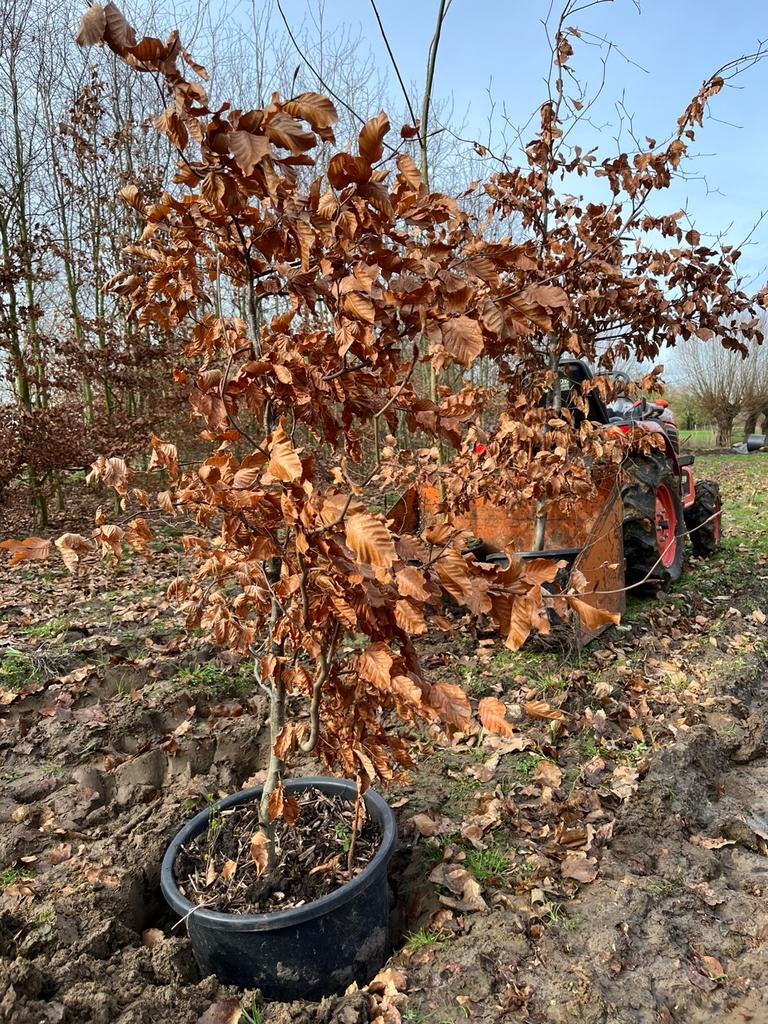 Groene beuk, Tuin en Terras, Ophalen, In pot