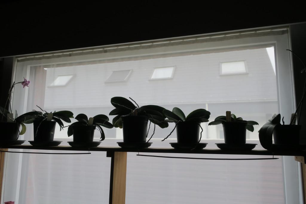 Orchideén 13 stuks geen namaak., Ophalen, Overige soorten, Halfschaduw, In pot