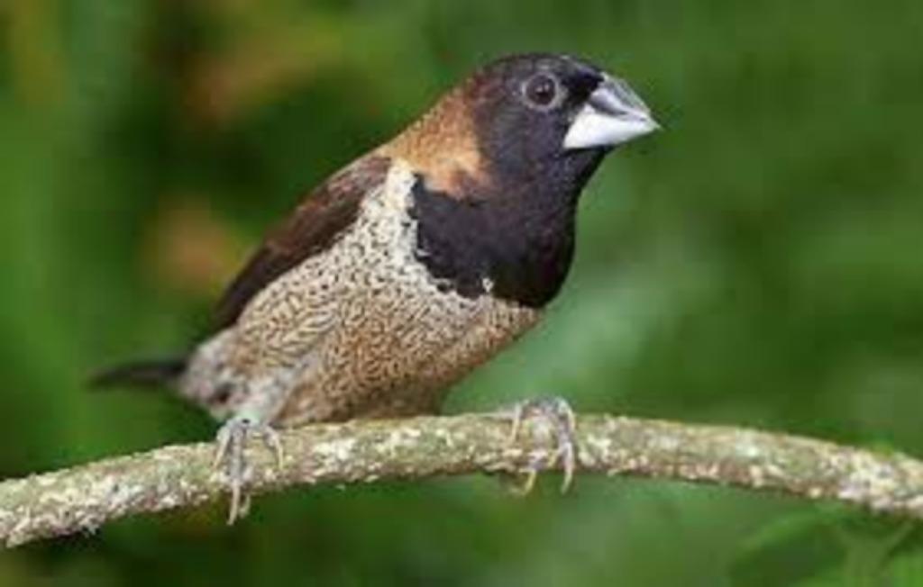 HOMME DE BRONZE MOLUC, Plusieurs animaux, Oiseau tropical, Domestique
