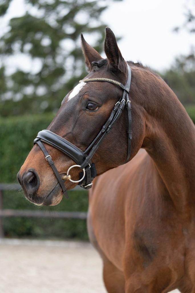 Betrouwbare 17 jarige ruin, Dieren en Toebehoren, Paarden, Met stamboom, Z, Ruin, 11 jaar of ouder