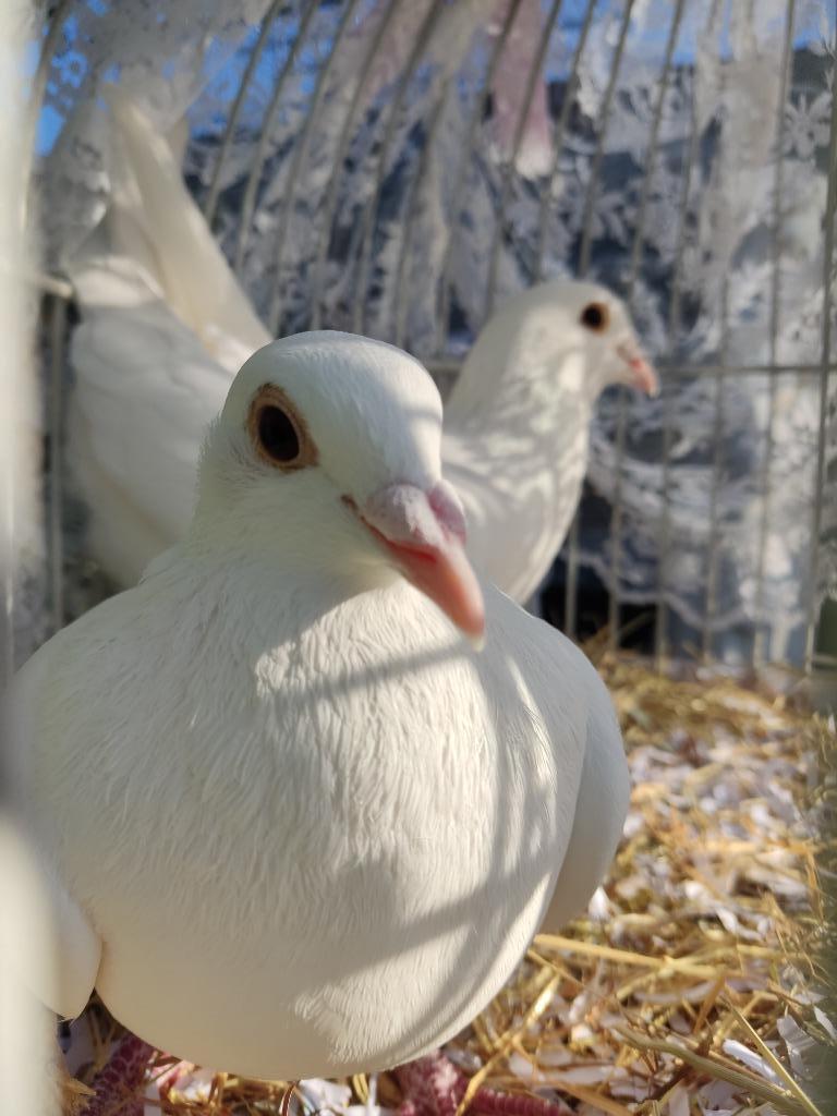 Pigeon voyageur blanc, Plusieurs animaux, Pigeon voyageur