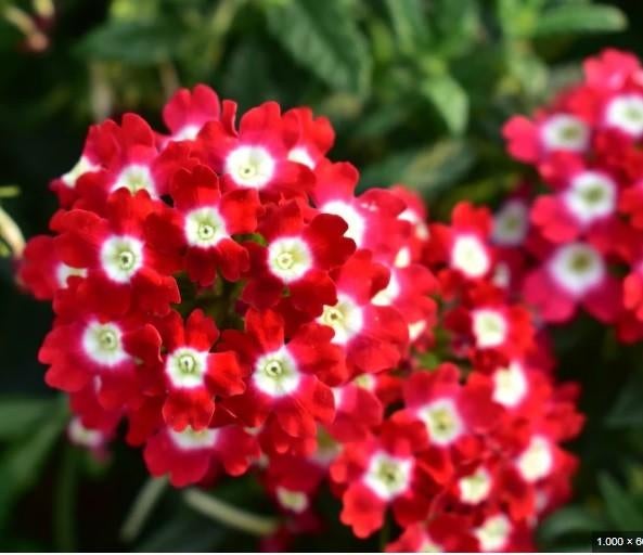 Zaden van Verbena Romance   , oogst 2025, Tuin en Terras, Ophalen of Verzenden, Zaad