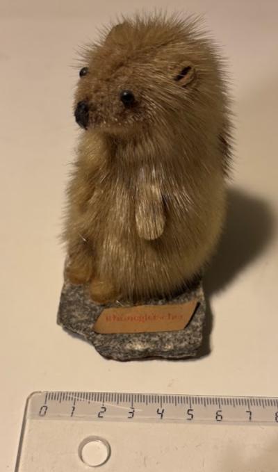 Zwitsers rhone gletser marmot, Antiek en Kunst, Ophalen of Verzenden