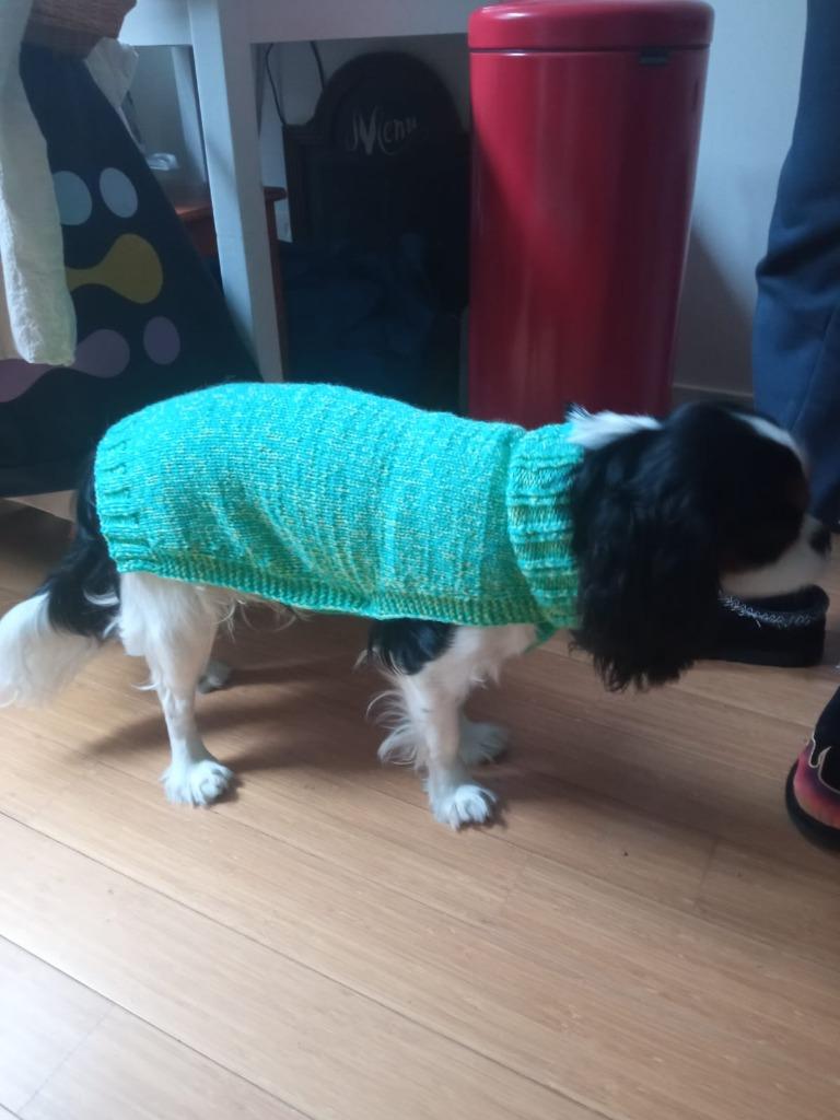 Trui voor honden, Dieren en Toebehoren, Hondenkleding, Nieuw, Hondenvest, Ophalen of Verzenden