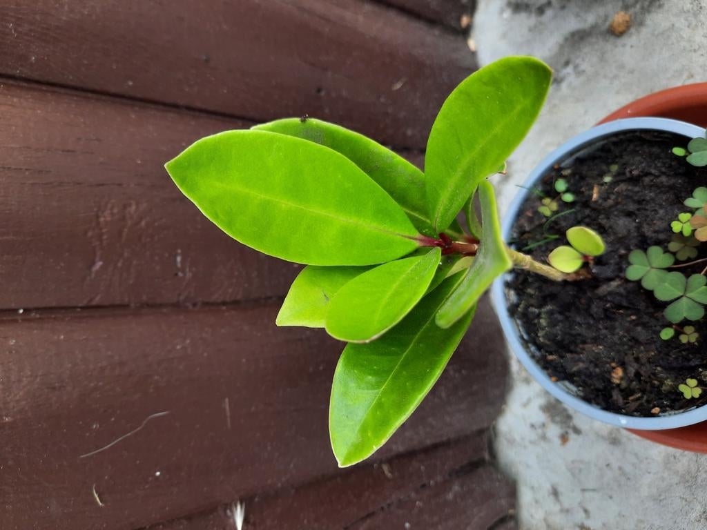 Stekje skimmia, Tuin en Terras, Planten | Tuinplanten, Ophalen, Vaste plant, Halfschaduw