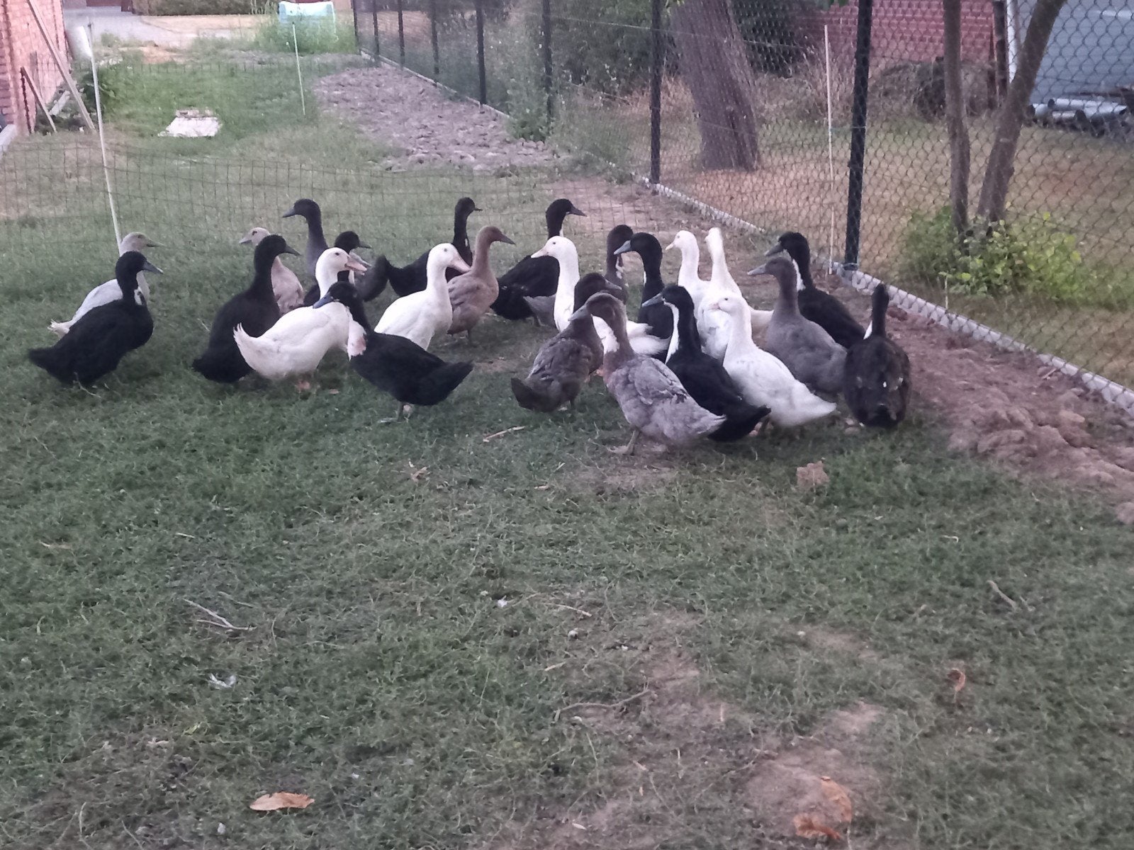 eenden, Canard