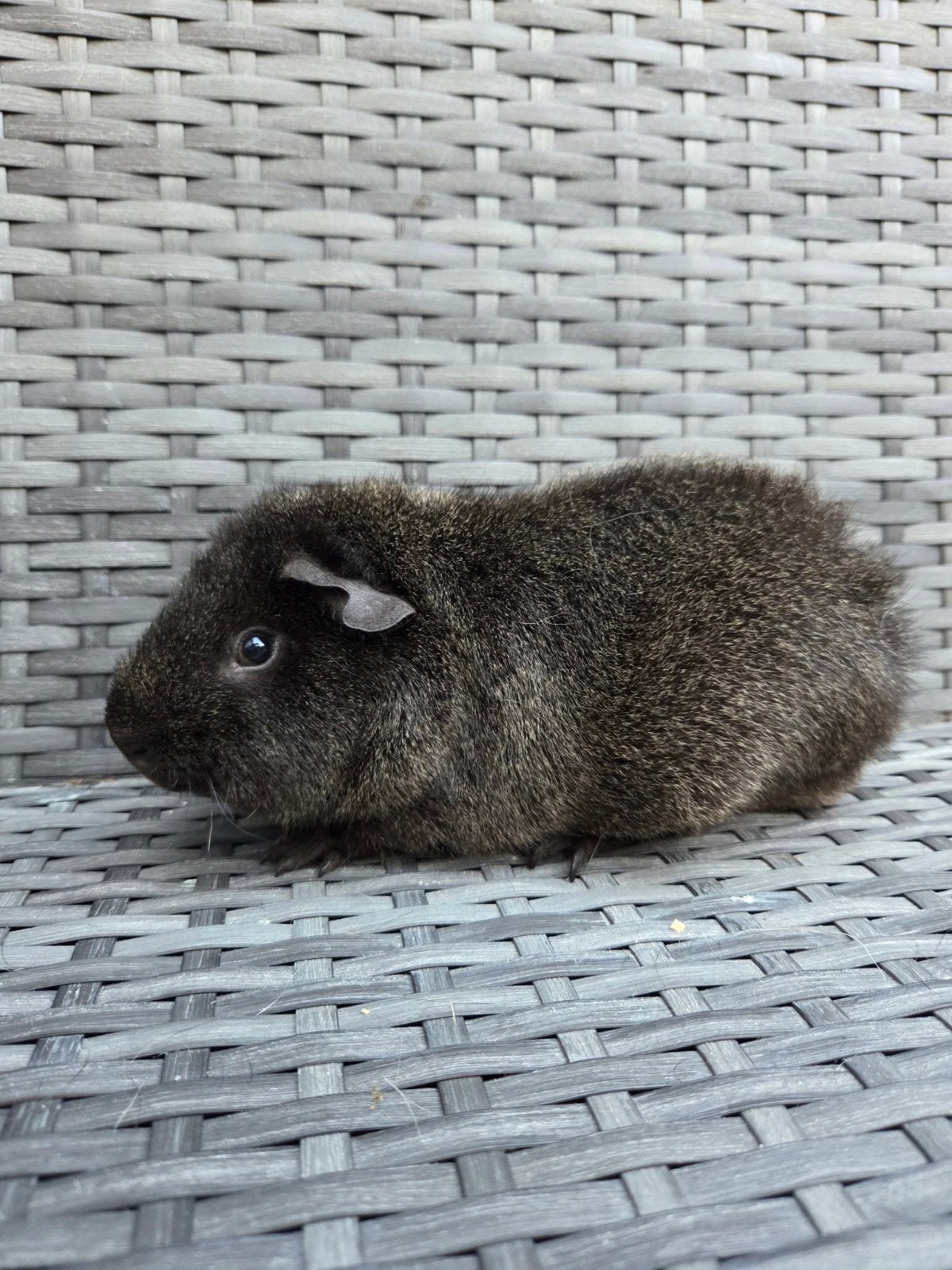 nederland jonge cavia, Dieren en Toebehoren, Knaagdieren, Mei, Cavia, Tam
