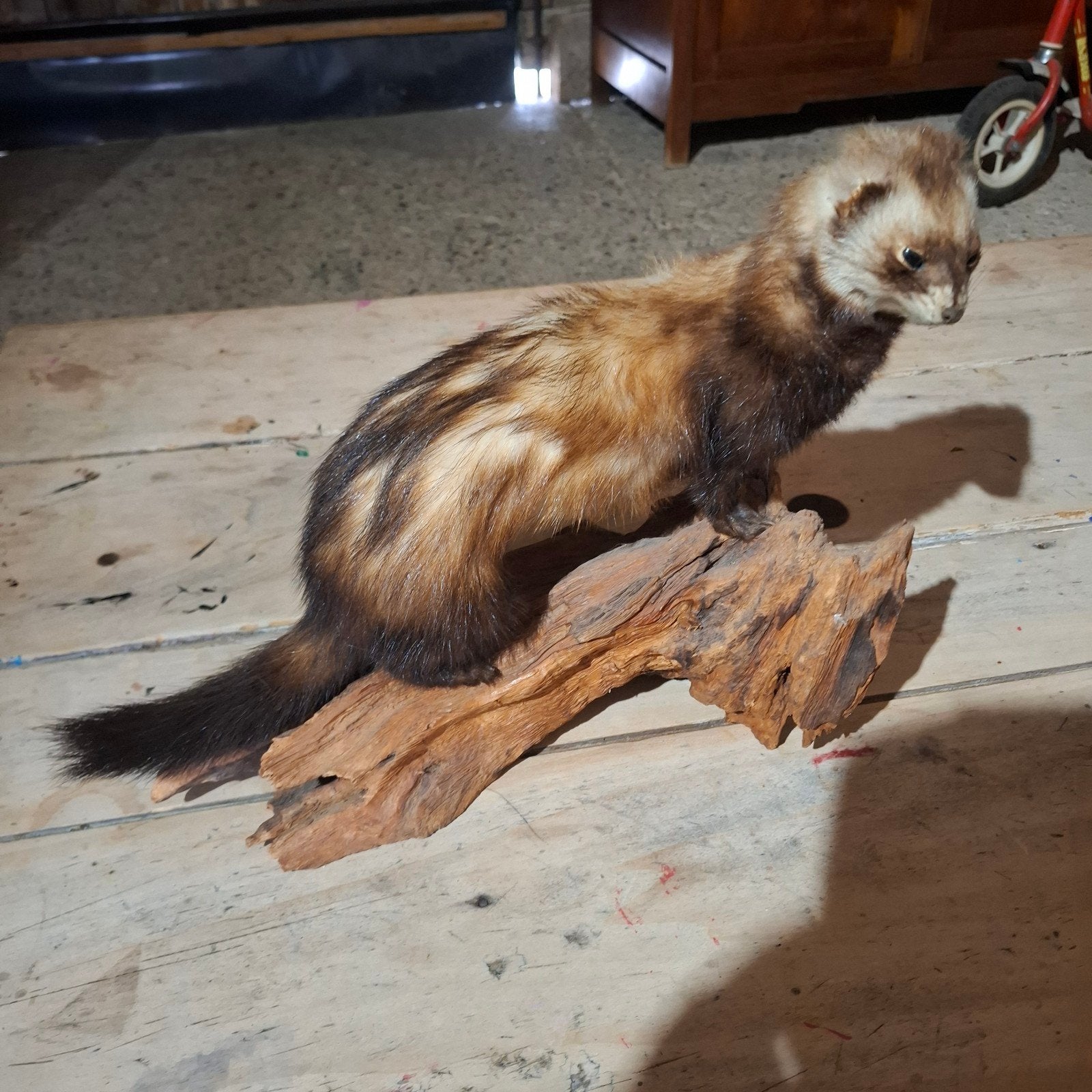taxidermie, mooie marter achtig, bunzing, Ophalen of Verzenden