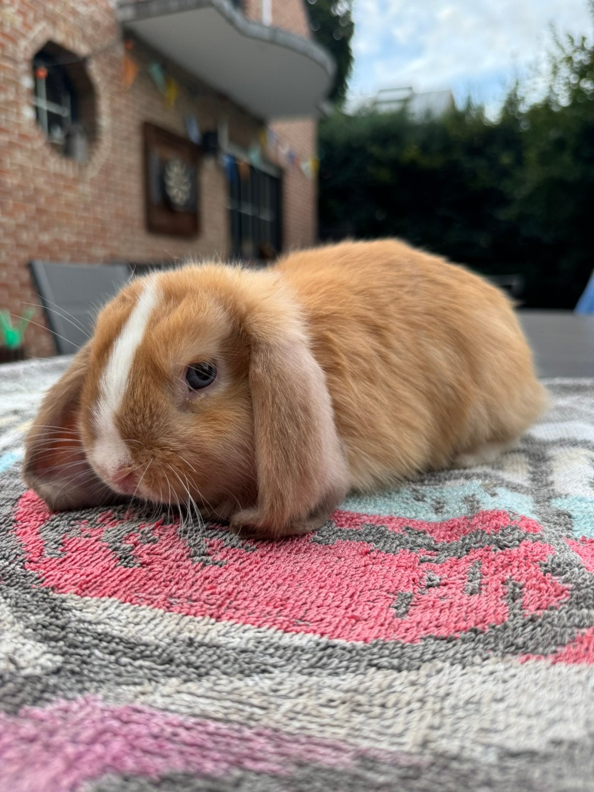 Minilop rammetje met blaude oogjes, Dieren en Toebehoren, Konijnen, Mannelijk, Middelgroot, Hangoor, 0 tot 2 jaar