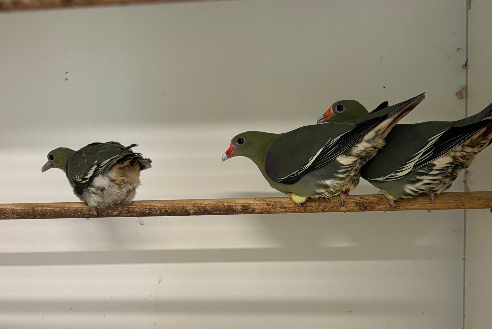 2 koppels Treron Calva, Dieren en Toebehoren, Vogels | Overige Vogels, Meerdere dieren, Geringd