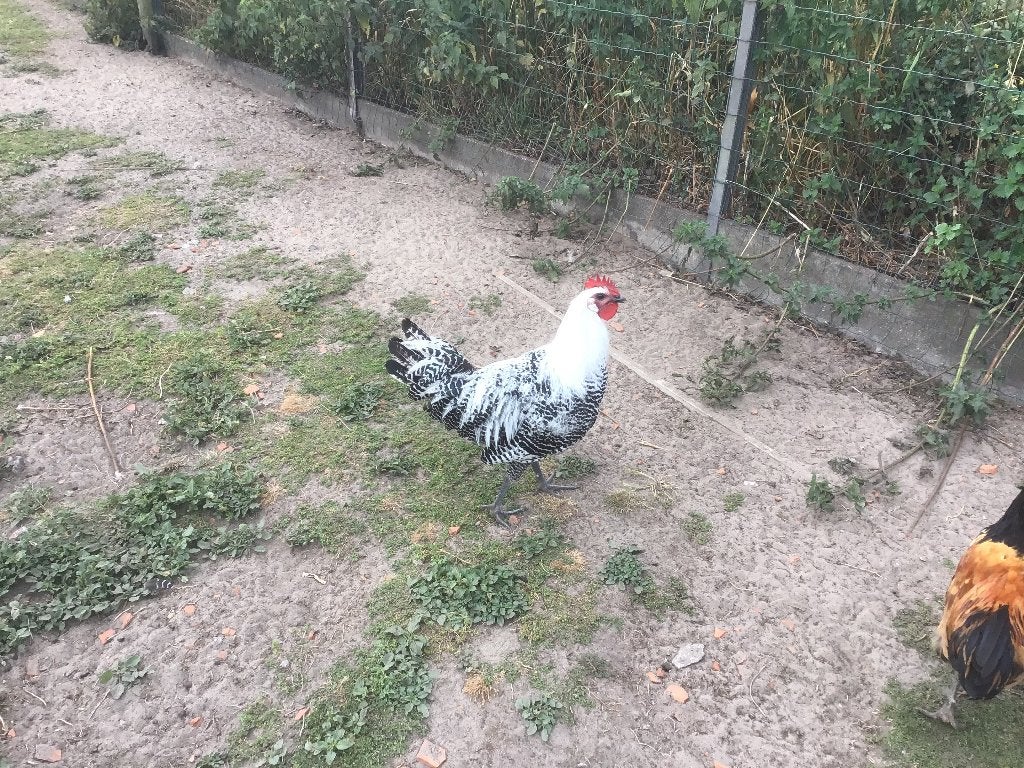 Mooie jonge Zilverbrakel haan, Mâle, Poule ou poulet