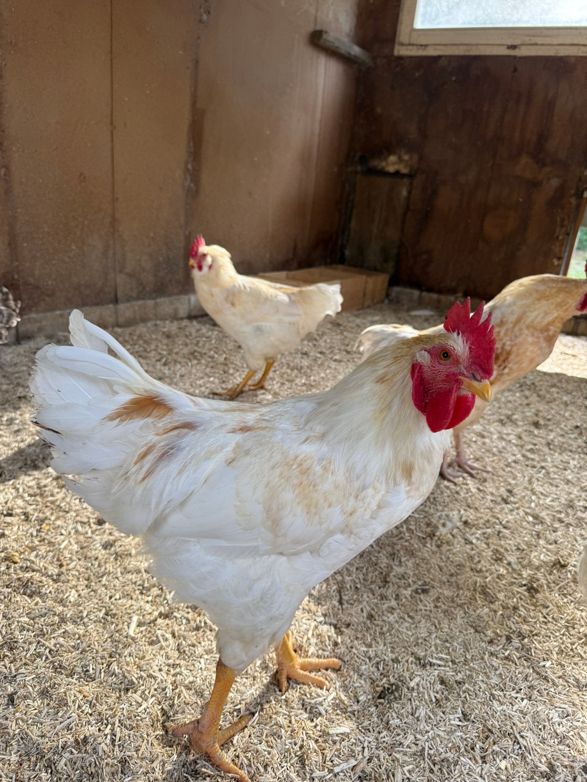 Jonge hanen, Dieren en Toebehoren, Pluimvee, Mannelijk, Kip