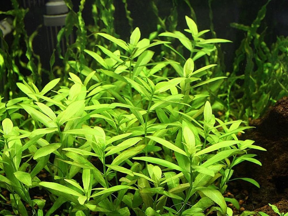 5 soorten aquariumplanten, Dieren en Toebehoren, Ophalen
