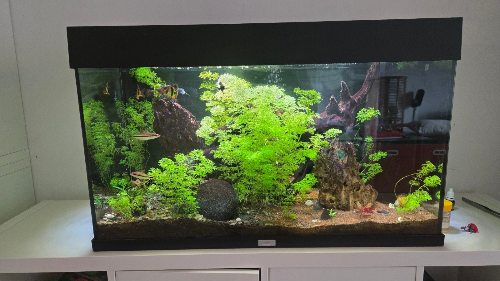 Aquarium juwel 120l + population, Dieren en Toebehoren, Vissen | Aquaria en Toebehoren, Pomp, Juwel