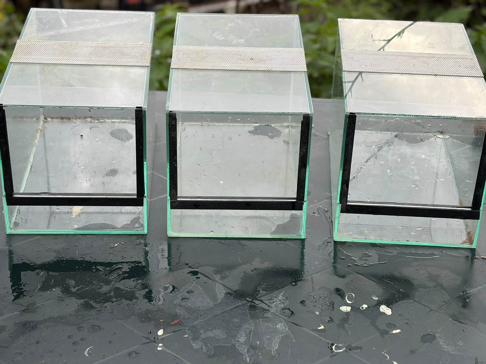 Terrarium pour araignées, Animaux & Accessoires