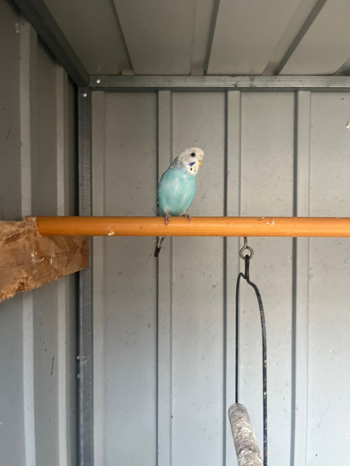 2 mooie grasparkieten, Dieren en Toebehoren