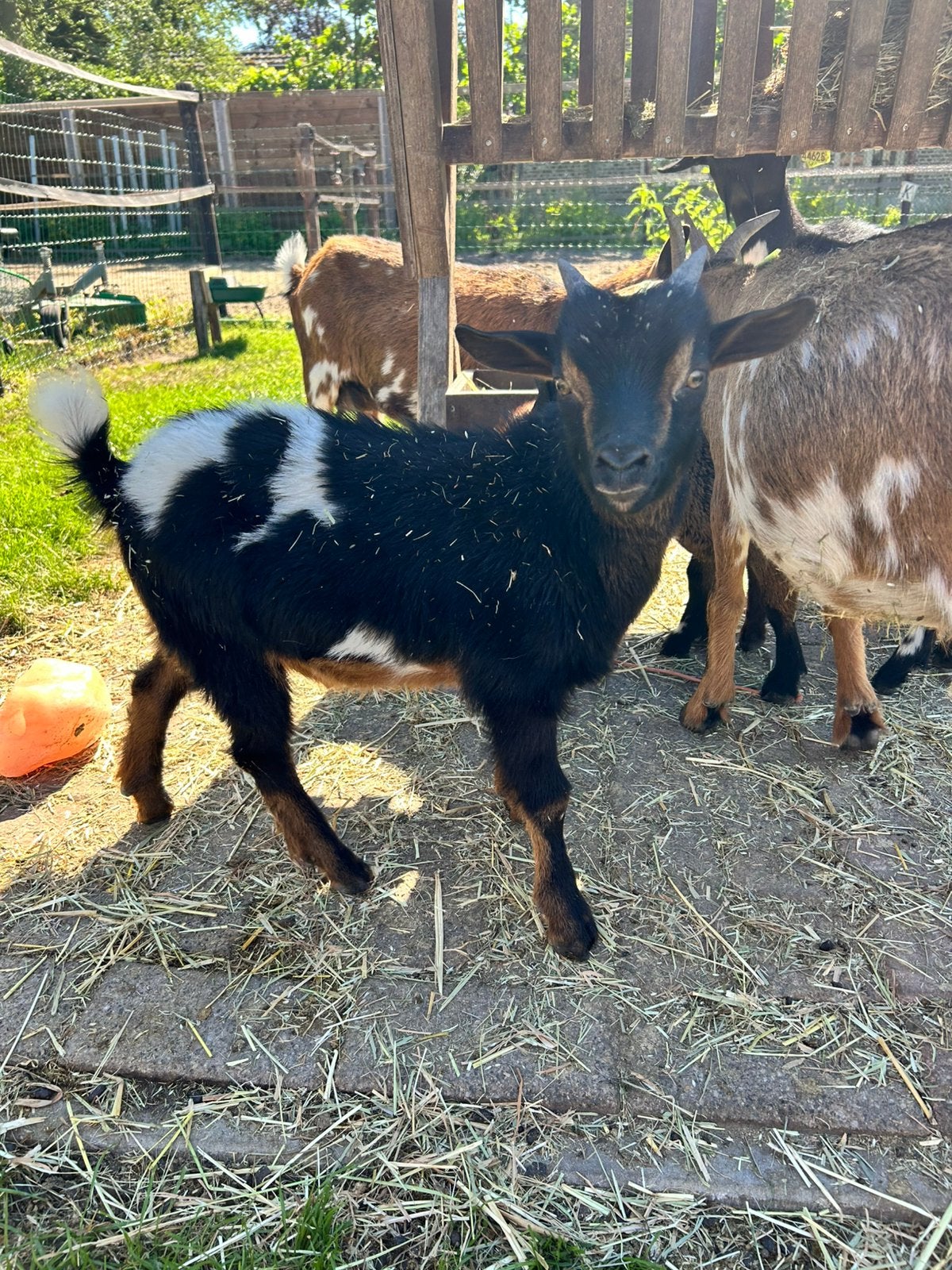 2 Dwerggeit Bokken, Dieren en Toebehoren, Schapen, Geiten en Varkens, Mannelijk, Geit, 0 tot 2 jaar