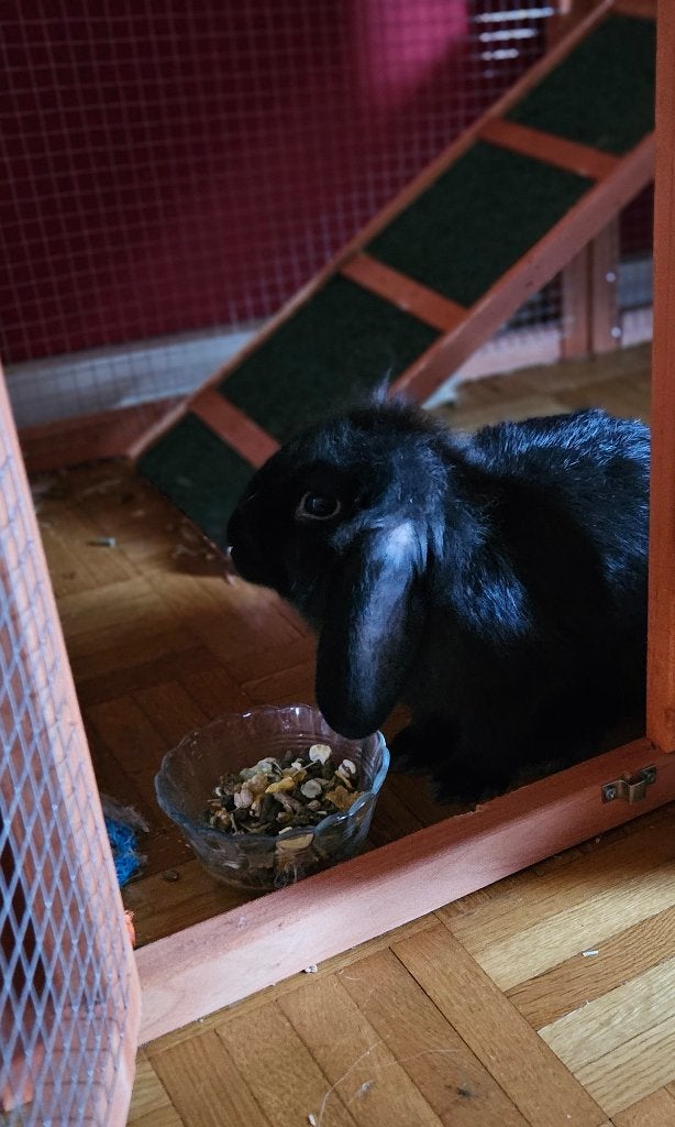 Lapin Minilop Male, Animaux & Accessoires, Mâle, Petit, Oreilles tombantes, 0 à 2 ans
