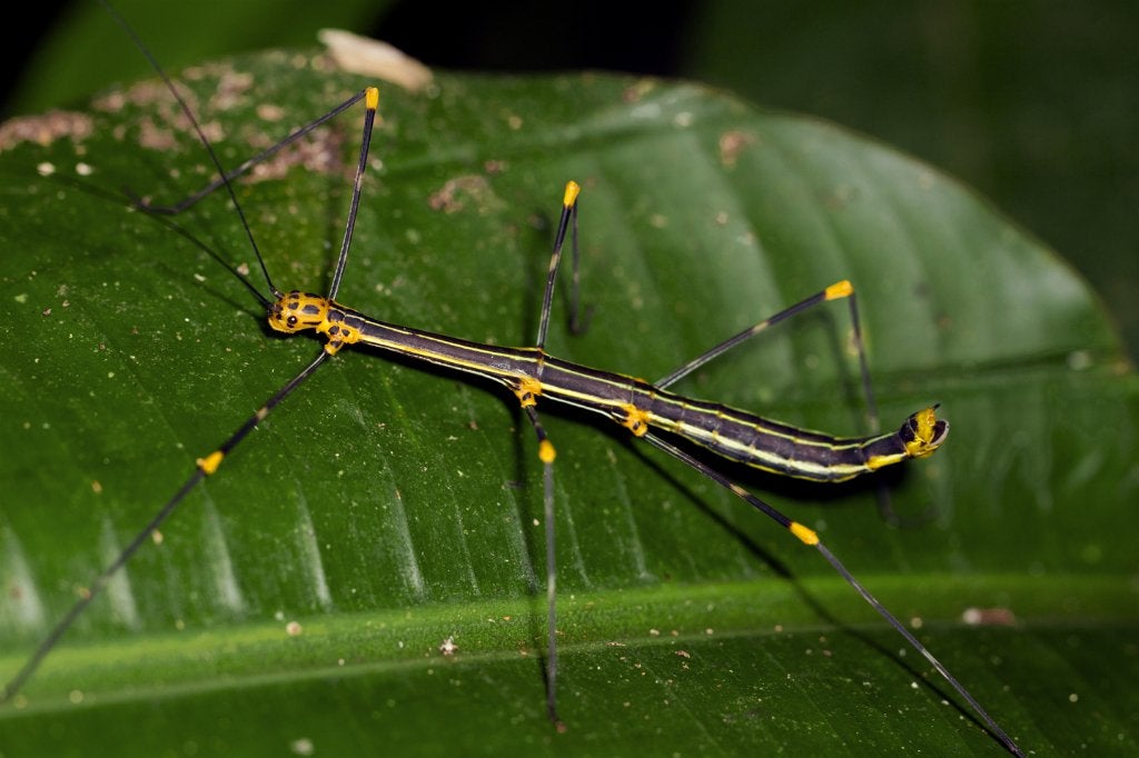 Wandelende tak Oreophoetes peruana, Dieren en Toebehoren, Wandelende tak